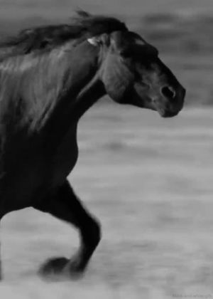 horse,amazing,bw,black and white,wow