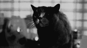 black and white,cat,girl,rawr,photography,dark,alternative