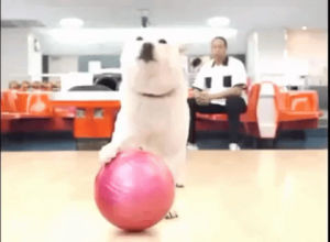 bowling,dog,japan,commercial,softbank