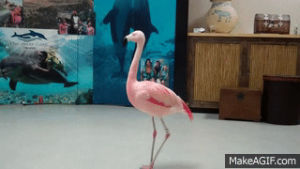 dancing,rip,flamingo,pinky