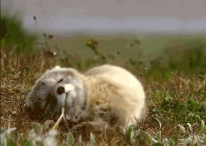 tired,yawn,sleepy,yawning,original,baby animal,baby animal tongues