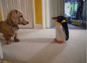 penguin,running,excited,funny,funny dog,dog,house,toy