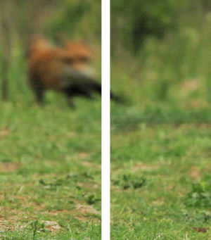 fox,run,fast,free,chasing,animals,nature,running,go go go