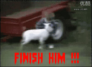 finish him,goat,ouch,goat win,chistosos,funny,joke,ow