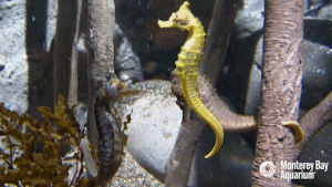 seahorse,monterey bay aquarium,food,hungry,eat,swim,chase,nom,hangry,chomp,i cant