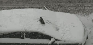car,snow,playing,crow