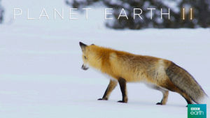 quiet,planet earth 2,tiptoe,fox,snow,thread,bbc,hunt,grasslands
