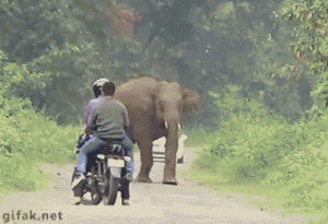 running,motorcycle,elephant