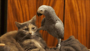 parrot,cat,animals