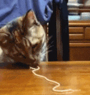 eat,noodle,cat