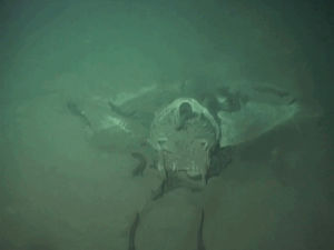 Science Technology Marine Biology Gif On Gifer By Thunderbinder