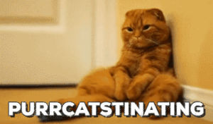 procrastinating,cat,pun,cat pun
