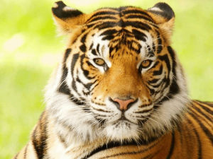 tiger,eye