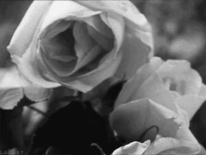 roses,black and white,bw,flowers,flower,art design