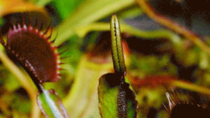 venus fly trap,plants,bugs,insects