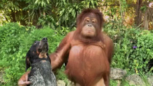 orangutan,animal friendship,dog,roscoe,suryia