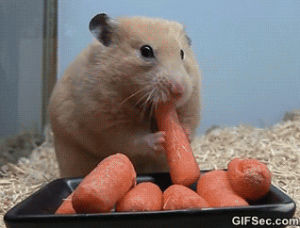 hungry,food,lunch,hamster,hangry,feed me,carrot