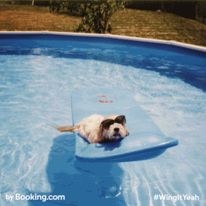 dog,bookingcom,wingit,puppy,uppy,pool,cari vander yacht,wingityeah,bookingyeah