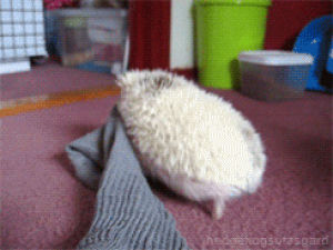 hedgehog,sock