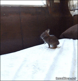 jump,animal fail,fail,bunny