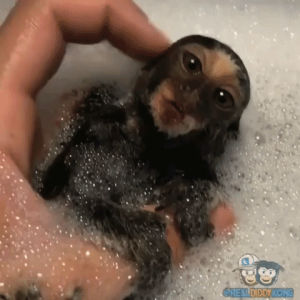 cute,bath,aww,baby monkey,eyebleach