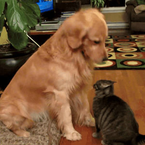 golden retriever,animal friendship,cat,dog,cute cat