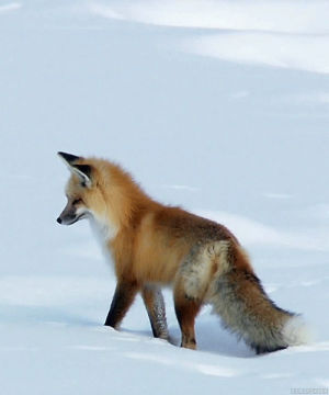 nature,animals,fox,red fox