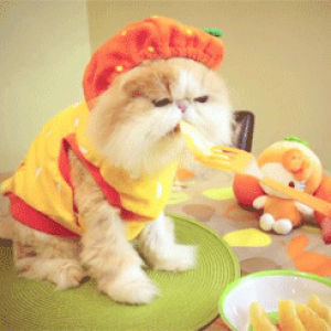 fruit,fork,cat,animals,eating,hat,fluffy,animals wearing hats