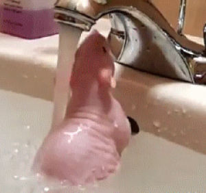 rat,bath