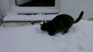 snow,cat