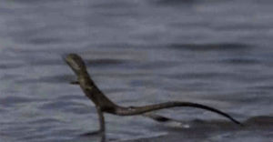 water,whoa,lizard