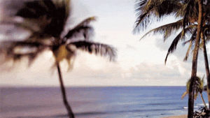 the beach,palm trees,beach,nature,water,ocean,sea,palm tree,the ocean,the sea,palmtrees,palmtree