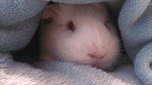 warm,sleepy,blanket,guinea pig