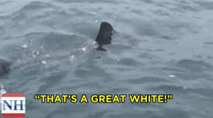 shark,great white,great white shark