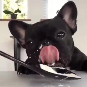 yogurt,dog,eats
