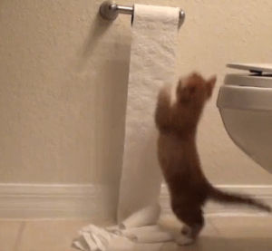 toilet paper,bathroom,cat,kitten,cute cat