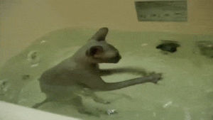 cat,oc,better,splash,source