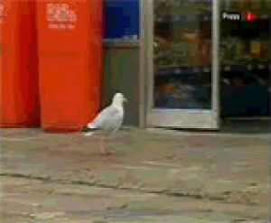 chips,enter,seagull,animals,bird,walking,store,leaving,grabbing,stealing,carrying