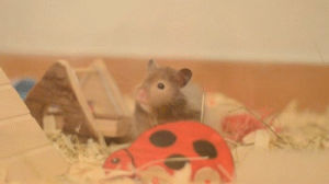 hamster,beausable