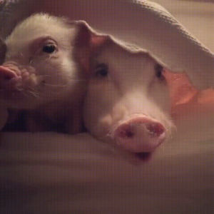 pigs,morning,bed
