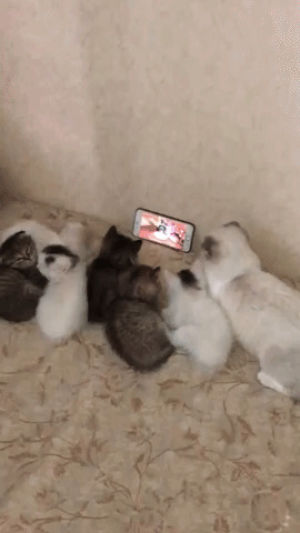 watching,kittens,watching tv,eyebleach,aww,cute