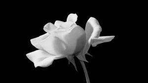 black and white,beautiful,flowers,beauty,nature,pretty,i follow back,ifollowback
