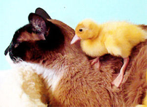 duck,wake up,cat,animals,animal,cuddling,lets play