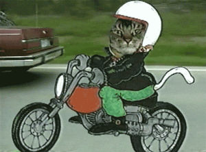 motorcycle,cat