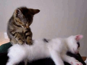 attack,cat,kitten,massage