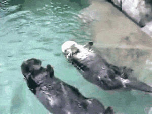 hold my hand,otter