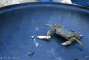 grabbing,crab,love,animals,smoking,looks,cause,actually,hes