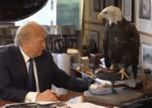 eagle,attacked,trump,donald
