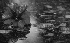 sad,black and white,autumn,gothic,depressed,flower,peaceful,flower in the rain