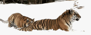 tiger,hug,love,animals,snow,pounce